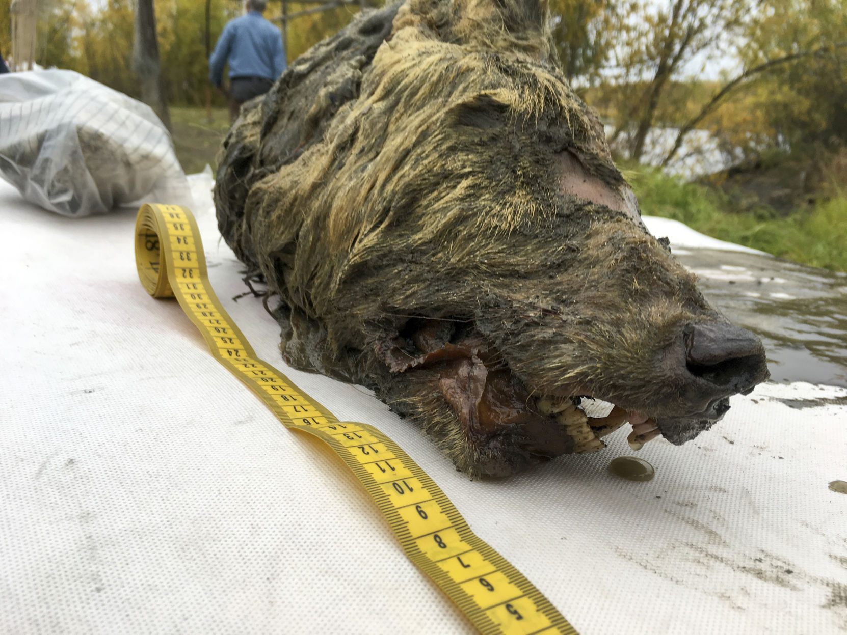 Russia Ice Age Wolf